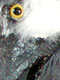 Gryphon Puppet - Macheivelli